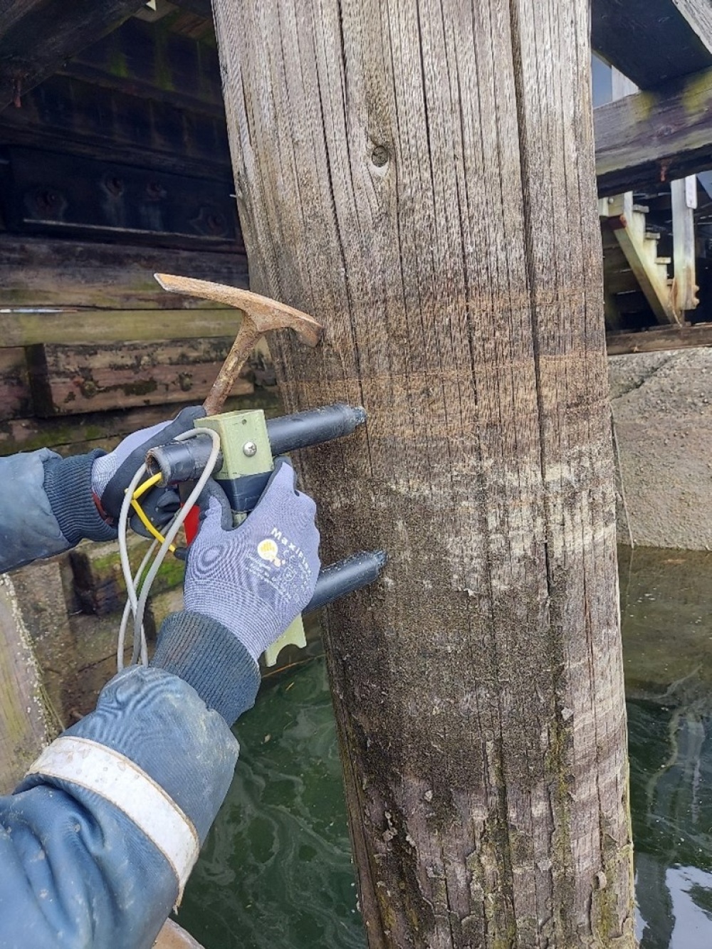 Pulse echo testing of timber pile. Hammer energy source and 2 channel sensor.